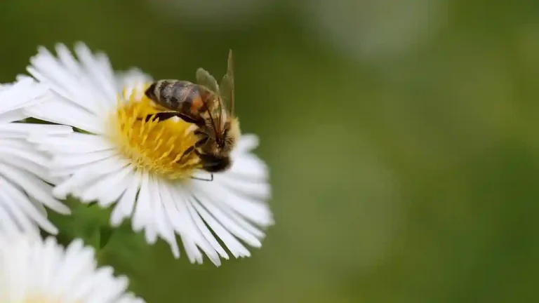 بحث حول مجتمع النحل