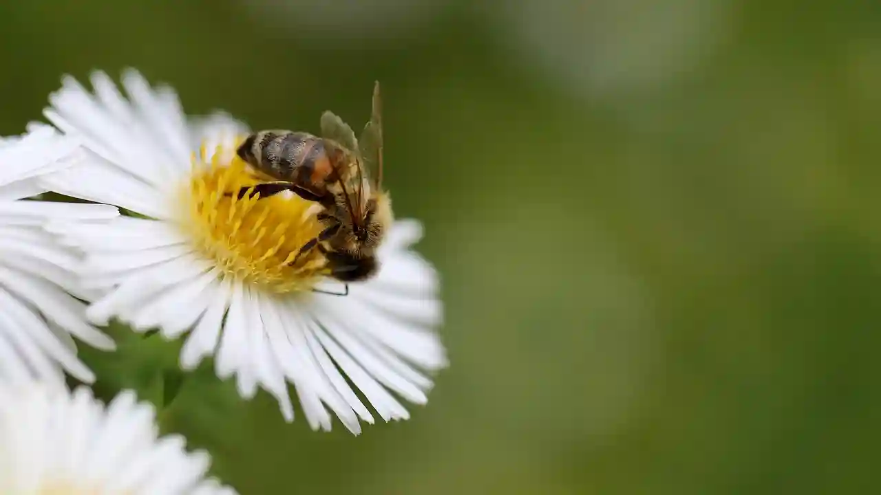 البحث حول مجتمع النحل